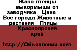 Жако птенцы выкормыши от заводчика › Цена ­ 1 - Все города Животные и растения » Птицы   . Красноярский край